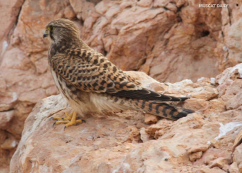 EA marks Gulf Wildlife Day