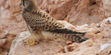 EA marks Gulf Wildlife Day