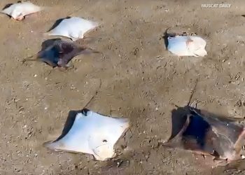 MAFWR issues clarification on marine life sightings at Qurum