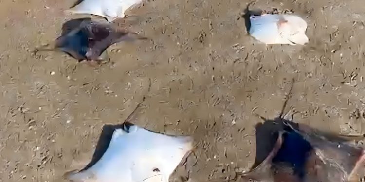 MAFWR issues clarification on marine life sightings at Qurum