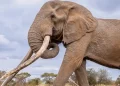 Kenya mourns death of iconic elephant Craig | Muscat Daily| Oman News |Business