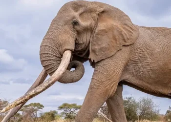 Kenya mourns death of iconic elephant Craig | Muscat Daily| Oman News |Business