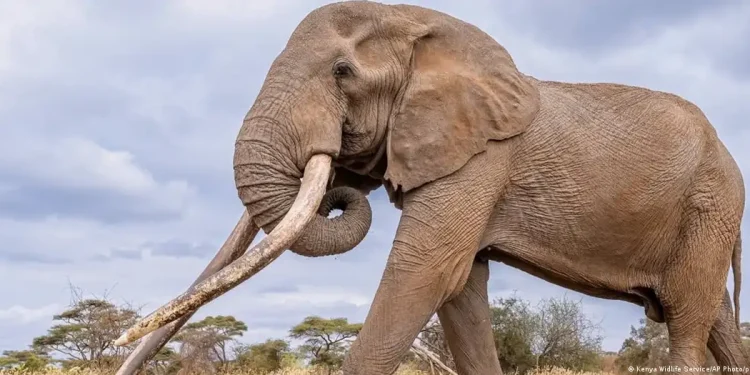 Kenya mourns death of iconic elephant Craig | Muscat Daily| Oman News |Business