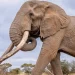 Kenya mourns death of iconic elephant Craig | Muscat Daily| Oman News |Business