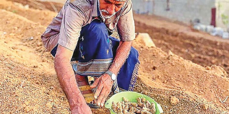 Nakheel, MAFWR initiate turmeric procurement to bolster production