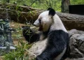 Japan returns last two pandas to China amid strained ties | Muscat Daily| Oman News |Business