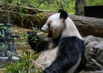 Japan returns last two pandas to China amid strained ties | Muscat Daily| Oman News |Business