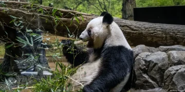 Japan returns last two pandas to China amid strained ties | Muscat Daily| Oman News |Business