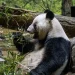 Japan returns last two pandas to China amid strained ties | Muscat Daily| Oman News |Business