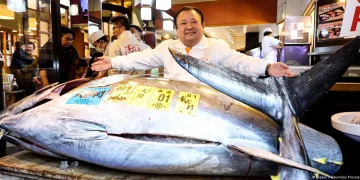Massive bluefin tuna nets over $3mn at Tokyo auction | Muscat Daily| Oman News |Business