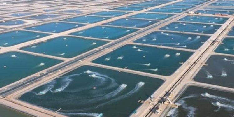 Construction begins on RO23.5mn shrimp farm in Shinas