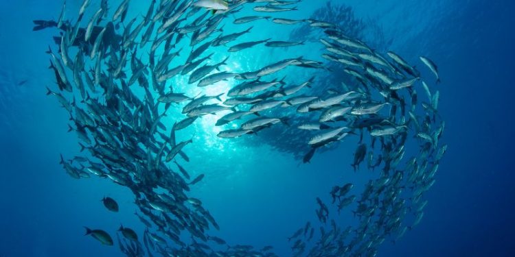 MAFWR launches marine resource survey in Omani Waters