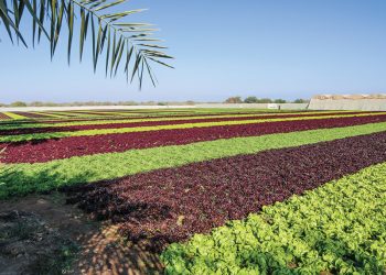 New push to put Omani produce first