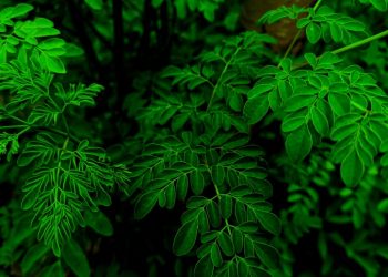 Moringa shows promise against cancer cells, Oman study says