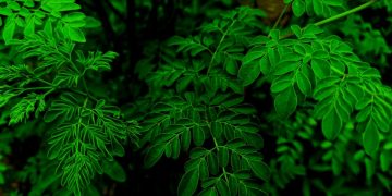 Moringa shows promise against cancer cells, Oman study says