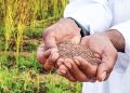 Omani farmer’s sesame harvest sparks interest in high-value crop