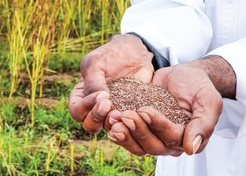 Omani farmer’s sesame harvest sparks interest in high-value crop