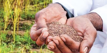 Omani farmer’s sesame harvest sparks interest in high-value crop