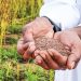 Omani farmer’s sesame harvest sparks interest in high-value crop