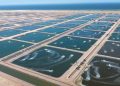 Oman launches RO 23.5 million shrimp farming project in Shinas