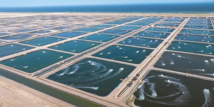 Oman launches RO 23.5 million shrimp farming project in Shinas
