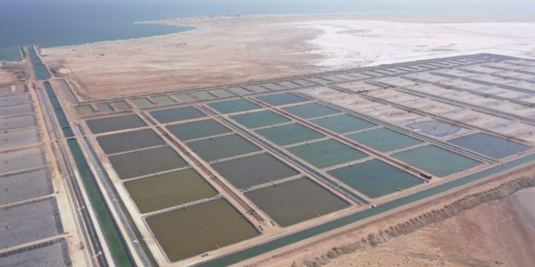Oman’s aquaculture production surges to 9,240 tons in 2025