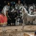 Al Mouj Muscat hosts Oman stage of Global Champions Arabians Tour
