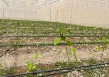 Nine investment projects worth RO 2.3 million strengthen food security in Oman’s Sohar Wilayat