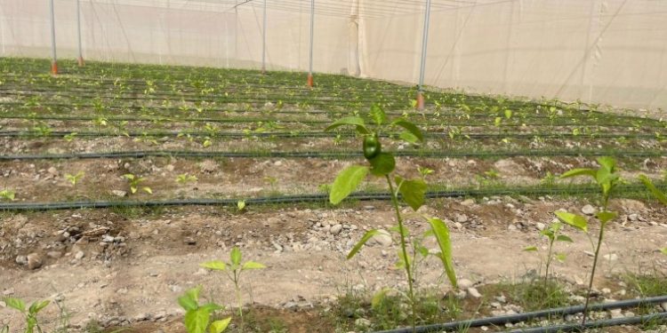 Nine investment projects worth RO 2.3 million strengthen food security in Oman’s Sohar Wilayat