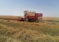 Wheat harvest begins in Oman’s Dhofar Governorate, production set to reach 8,000 tons – The Arabian Stories News
