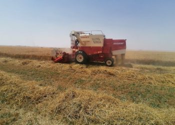 Wheat harvest begins in Oman’s Dhofar Governorate, production set to reach 8,000 tons – The Arabian Stories News
