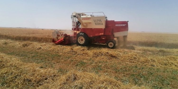 Wheat harvest begins in Oman’s Dhofar Governorate, production set to reach 8,000 tons – The Arabian Stories News